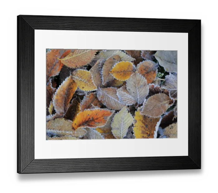 Framed Print : Field elm (Ulmus minor) leaf litter covered in frost in winter, Sierra de Grazalema Natural Park Framed Print : Field elm (Ulmus minor) leaf litter covered in frost in winter, Sierra de Grazalema Natural Park