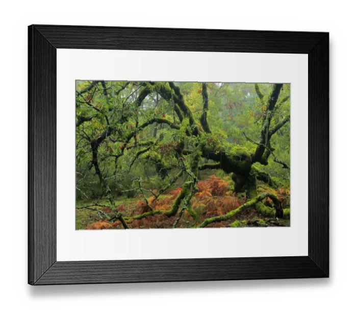 Framed Print : Portuguese oak tree (Quercus faginea) covered in moss, Los Alcornocales Natural Park Framed Print : Portuguese oak tree (Quercus faginea) covered in moss, Los Alcornocales Natural Park