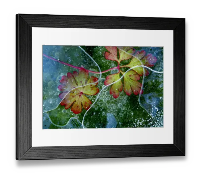 Framed Print : Dove s-foot crane s-bill leaf (Geranium molle) and algae in ice with air bubbles Framed Print : Dove s-foot crane s-bill leaf (Geranium molle) and algae in ice with air bubbles
