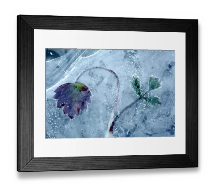 Framed Print : Leaf frozen in ice, Sierra de Grazalema Natural Park, southern Spain, February Framed Print : Leaf frozen in ice, Sierra de Grazalema Natural Park, southern Spain, February