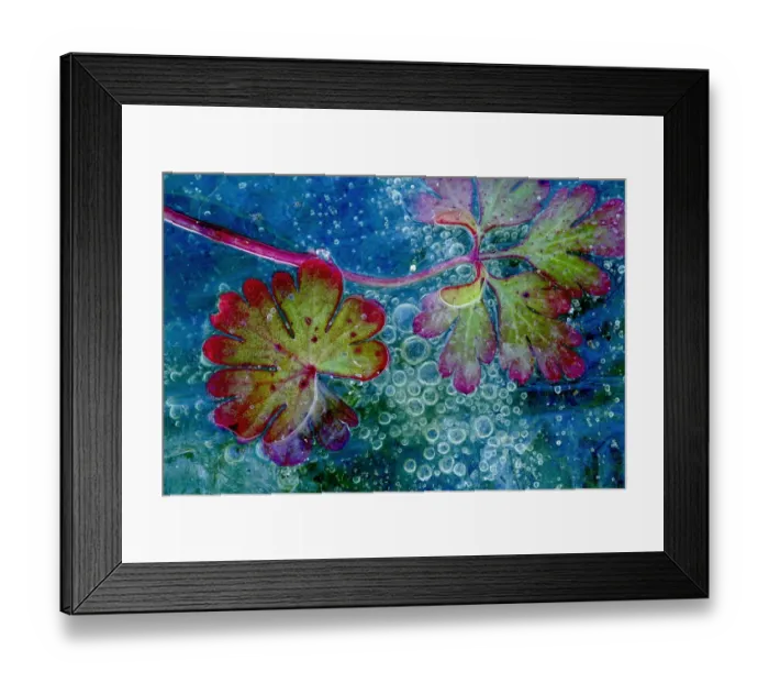 Framed Print : Dove s-foot crane s-bill leaf (Geranium molle) and algae in ice with air bubbles Framed Print : Dove s-foot crane s-bill leaf (Geranium molle) and algae in ice with air bubbles