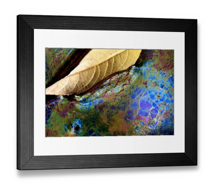 Framed Print : Bacteria (Lepthotryx discophora) causing iridescent patterns and White willow tree leaf Framed Print : Bacteria (Lepthotryx discophora) causing iridescent patterns and White willow tree leaf
