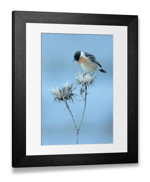 Framed Print : Common stonechat (Saxicola torquata) on frosty flower head in winter, Sierra de Framed Print : Common stonechat (Saxicola torquata) on frosty flower head in winter, Sierra de
