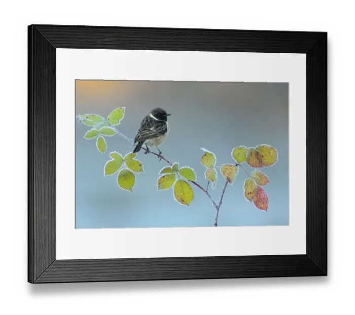 Framed Print : Common stonechat (Saxicola torquata) male perched on bramble, Sierra de Grazalema Natural Park Framed Print : Common stonechat (Saxicola torquata) male perched on bramble, Sierra de Grazalema Natural Park