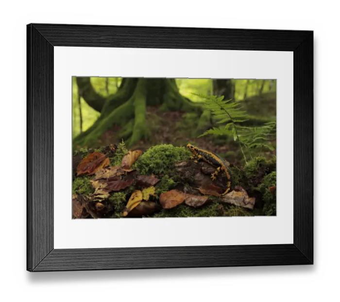 Framed Print : Fire salamander (Salamandra salamandra) in a Beech forest (Fagus sylvatica) Saja Framed Print : Fire salamander (Salamandra salamandra) in a Beech forest (Fagus sylvatica) Saja