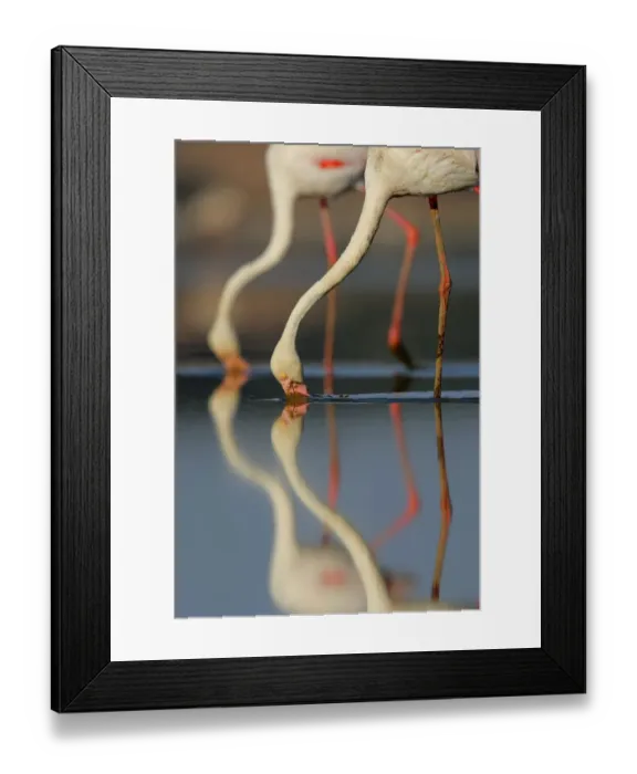 Framed Print : Greater flamingos (Phoenicopterus roseus), Dehesa de Abajo, Sevilla, Spain, August Framed Print : Greater flamingos (Phoenicopterus roseus), Dehesa de Abajo, Sevilla, Spain, August