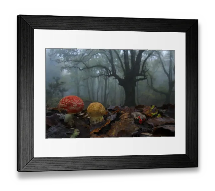 Framed Print : Fly agaric (Amanita muscaria) in foggy forest, Los Alcornocales Natural Park, southern Spain Framed Print : Fly agaric (Amanita muscaria) in foggy forest, Los Alcornocales Natural Park, southern Spain