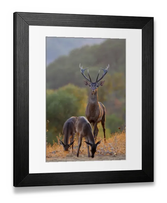 Framed Print : Red deer (Cervus elaphus) stag and two hinds, Los Alcornocales Natural Park, southern Spain Framed Print : Red deer (Cervus elaphus) stag and two hinds, Los Alcornocales Natural Park, southern Spain