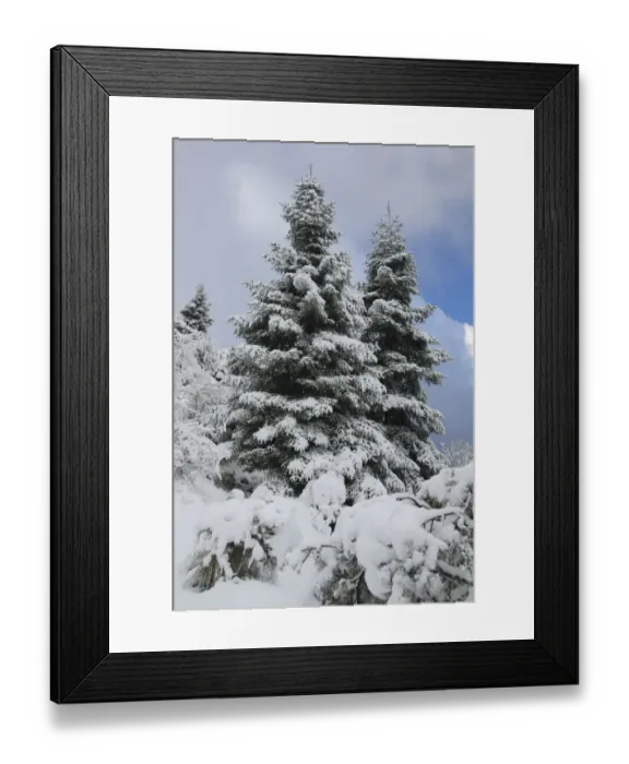 Framed Print : Spanish fir tree (Abies pinsapo) covered in snow, Sierra de Grazalema Natural Park Framed Print : Spanish fir tree (Abies pinsapo) covered in snow, Sierra de Grazalema Natural Park