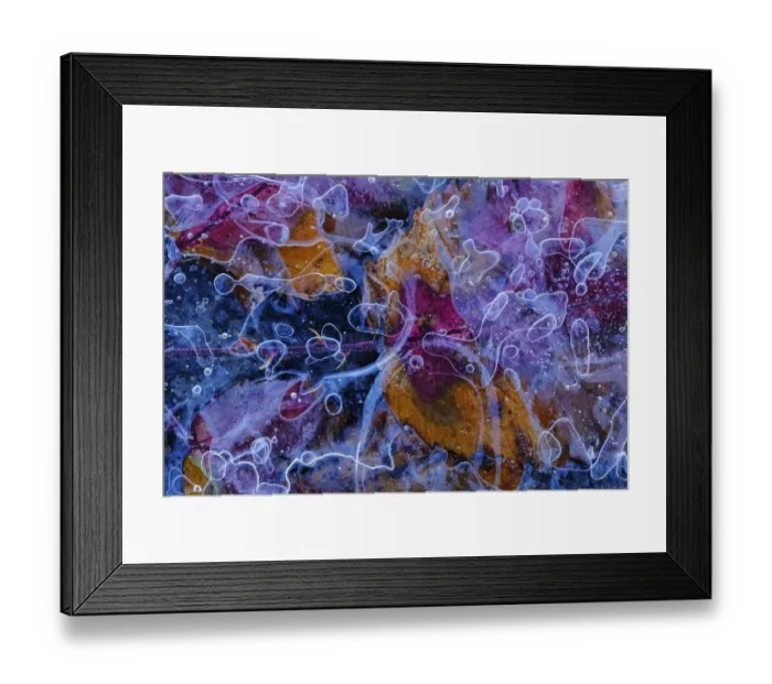 Framed Print : Frozen Elmleaf blackberry (Rubus ulmifolius) in a small pond, Sierra de Grazalema Natural Park Framed Print : Frozen Elmleaf blackberry (Rubus ulmifolius) in a small pond, Sierra de Grazalema Natural Park