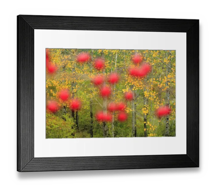 Framed Print : Hawthorn berries (Crataegus monogyna) in Poplar woodland (Populus) Sierra de Grazalema Natural Park Framed Print : Hawthorn berries (Crataegus monogyna) in Poplar woodland (Populus) Sierra de Grazalema Natural Park