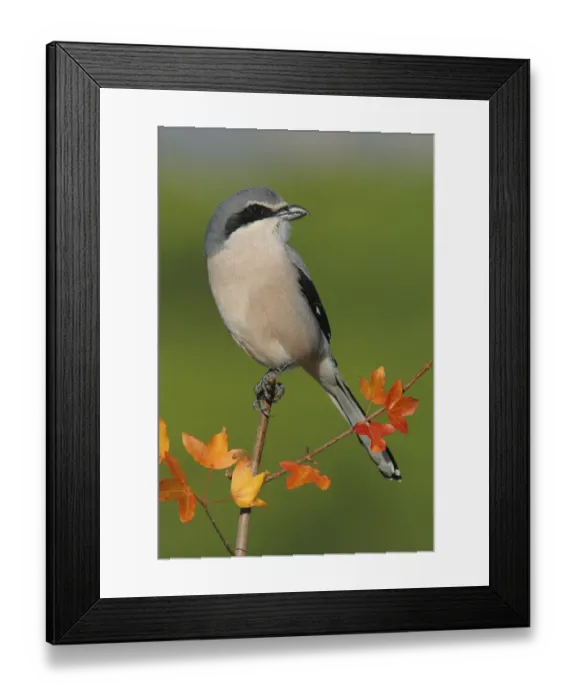Framed Print : Great grey shrike (Lanius meridionalis) perched on a branch of Montpellier maple Framed Print : Great grey shrike (Lanius meridionalis) perched on a branch of Montpellier maple