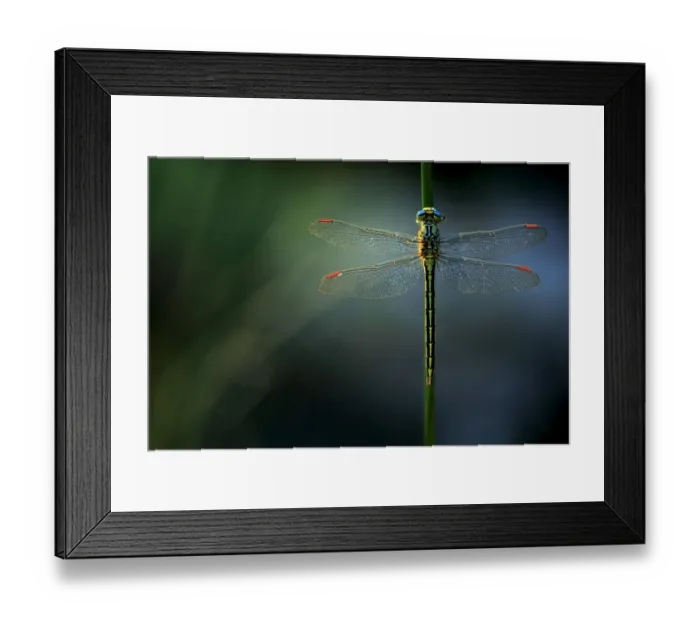 Framed Print : Western clubtail dragonfly (Gomphus pulchellus), Sierra de Grazalema Natural Park, southern Spain Framed Print : Western clubtail dragonfly (Gomphus pulchellus), Sierra de Grazalema Natural Park, southern Spain