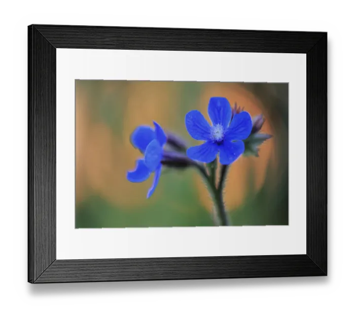 Framed Print : Alkanet flowers (Anchusa azurea) Prado del Rey, Cadiz, Spain, April Framed Print : Alkanet flowers (Anchusa azurea) Prado del Rey, Cadiz, Spain, April