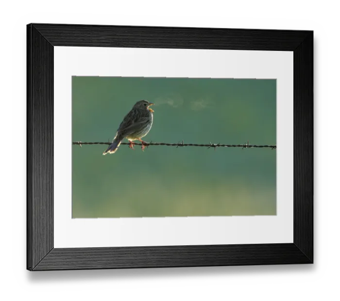 Framed Print : Corn bunting (Emberiza calandra) singing, Prado del rey, Cadiz, Spain, March Framed Print : Corn bunting (Emberiza calandra) singing, Prado del rey, Cadiz, Spain, March
