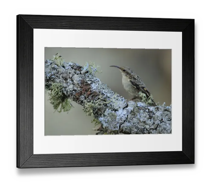 Framed Print : Short-toed treecreeper (Certhia brachydactyla), Sierra de Grazalema Natural Park, Spain Framed Print : Short-toed treecreeper (Certhia brachydactyla), Sierra de Grazalema Natural Park, Spain