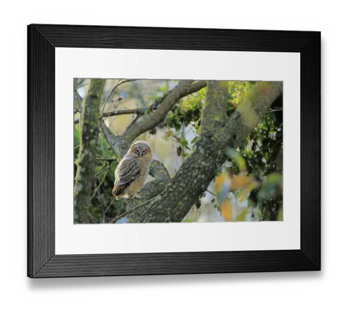Framed Print : Tawny owl (Strix aluco) juvenile, Prado del rey, Cadiz, Spain, April Framed Print : Tawny owl (Strix aluco) juvenile, Prado del rey, Cadiz, Spain, April