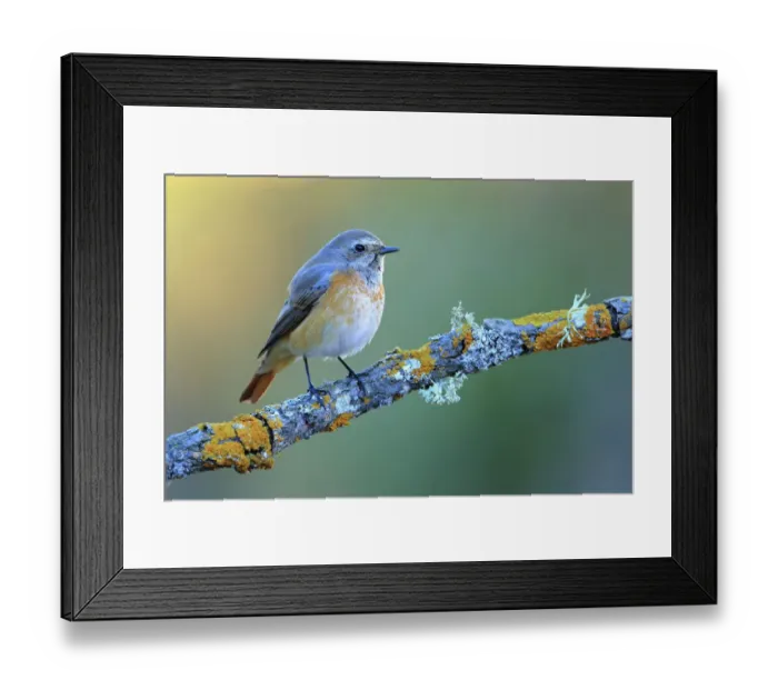 Framed Print : Common redstart (Phoenicurus phoenicurus), Sierra de Grazalema Natural Park, southern Spain Framed Print : Common redstart (Phoenicurus phoenicurus), Sierra de Grazalema Natural Park, southern Spain