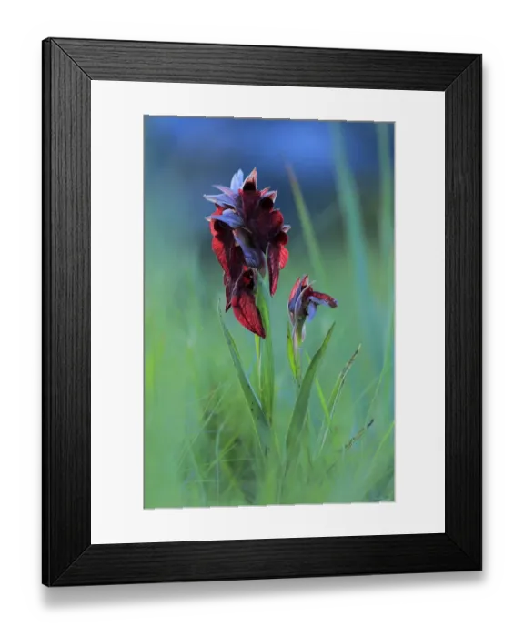 Framed Print : Heart shaped lip dactylorhiza orchid (Orchis cordigera) in flower, Sierra de Grazalema Natural Park Framed Print : Heart shaped lip dactylorhiza orchid (Orchis cordigera) in flower, Sierra de Grazalema Natural Park