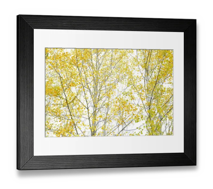 Framed Print : Poplar trees (Populus sp) in autumn, Sierra de Grazalema Natural Park, southern Spain, October Framed Print : Poplar trees (Populus sp) in autumn, Sierra de Grazalema Natural Park, southern Spain, October