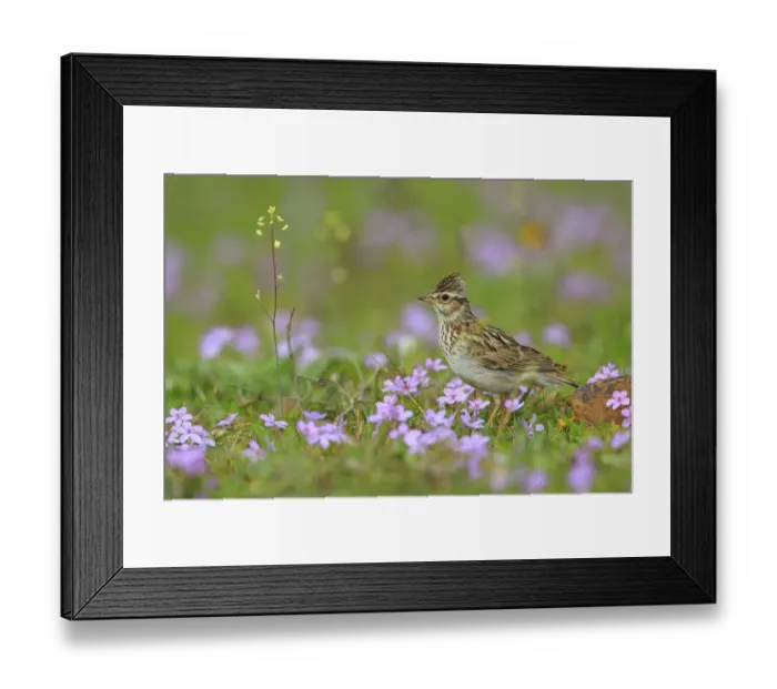 Framed Print : Woodlark (Lullula arborea) in flowers, Sierra de Grazalema Natural Park, southern Spain, April Framed Print : Woodlark (Lullula arborea) in flowers, Sierra de Grazalema Natural Park, southern Spain, April