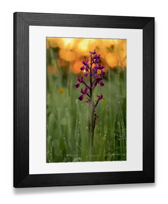 Framed Print : Orchid (Orchis langei) in sunset light, Sierra de Grazalema Natural Park, southern Spain, May Framed Print : Orchid (Orchis langei) in sunset light, Sierra de Grazalema Natural Park, southern Spain, May