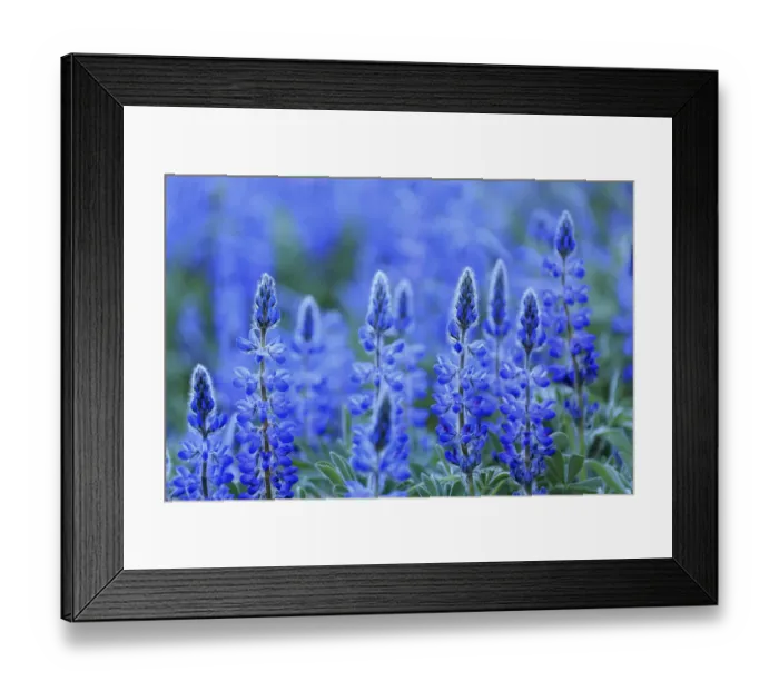 Framed Print : Blue lupin (Lupinus angustifolius) Sierra de Grazalema Natural Park, southern Spain, May Framed Print : Blue lupin (Lupinus angustifolius) Sierra de Grazalema Natural Park, southern Spain, May