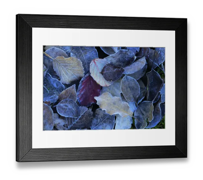 Framed Print : Frost covered leaves in winter, Sierra de Grazalema Natural Park, southern Spain, February Framed Print : Frost covered leaves in winter, Sierra de Grazalema Natural Park, southern Spain, February
