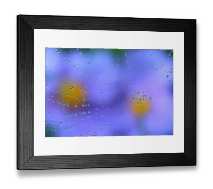 Framed Print : Dew on spiderweb with Grey-leaved cistus (Cistus albidus) Sierra de Grazalema Natural Park