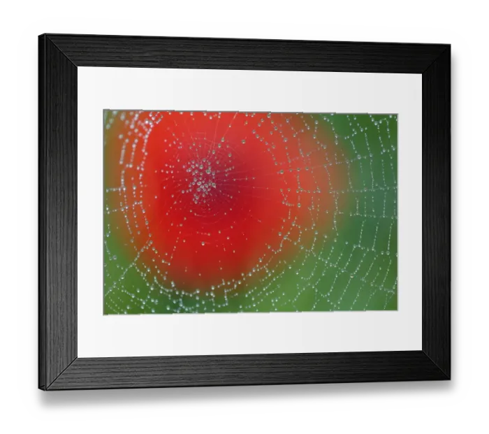 Framed Print : Dew on spiderweb with Common poppy (Papaver rhoeas) in the background, Sierra de Framed Print : Dew on spiderweb with Common poppy (Papaver rhoeas) in the background, Sierra de