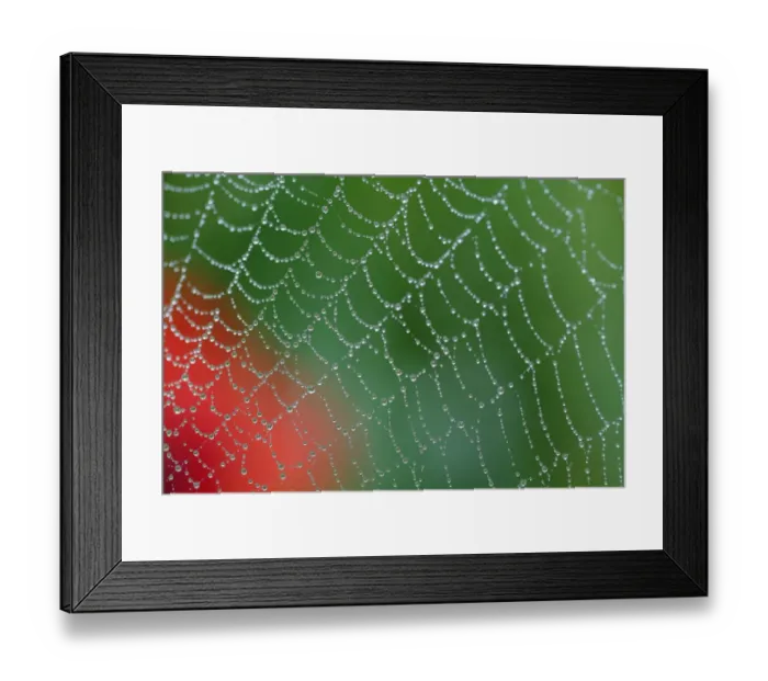 Framed Print : Dew on spiderweb with Common poppy (Papaver rhoeas) in the background, Sierra de Framed Print : Dew on spiderweb with Common poppy (Papaver rhoeas) in the background, Sierra de