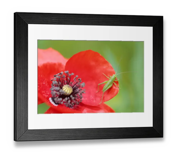 Framed Print : Great green bush-cricket (Tettigonia viridissima) and Common poppy (Papaver rhoeas) Framed Print : Great green bush-cricket (Tettigonia viridissima) and Common poppy (Papaver rhoeas)