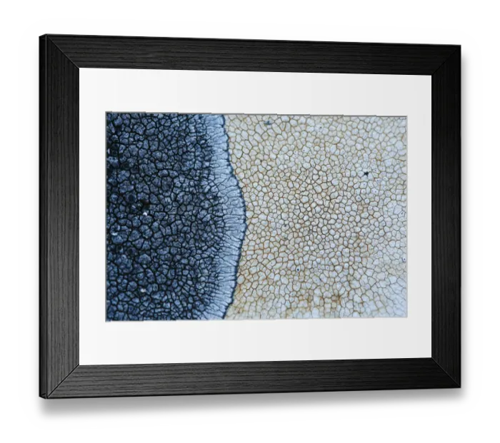 Framed Print : Lichen (Aspicilia cinerea) Sierra de Grazalema Natural Park, southern Spain, May Framed Print : Lichen (Aspicilia cinerea) Sierra de Grazalema Natural Park, southern Spain, May