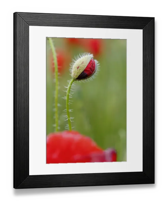 Framed Print : Poppy (Papaver rhoeas) flowers and bud. Sierra de Grazalema Natural Park, southern Spain, May Framed Print : Poppy (Papaver rhoeas) flowers and bud. Sierra de Grazalema Natural Park, southern Spain, May