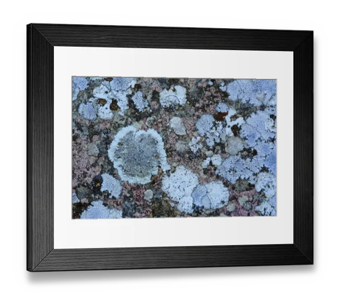 Framed Print : Lichens (Aspicilia cinerea) and others. Sierra de Grazalema Natural Park, southern Spain, May 2016 Framed Print : Lichens (Aspicilia cinerea) and others. Sierra de Grazalema Natural Park, southern Spain, May 2016