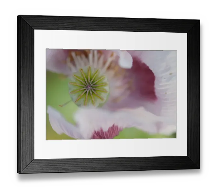Framed Print : Opium Poppy (Papaver somniferum) on flower. Sierra de Grazalema Natural Park, southern Spain, June Framed Print : Opium Poppy (Papaver somniferum) on flower. Sierra de Grazalema Natural Park, southern Spain, June
