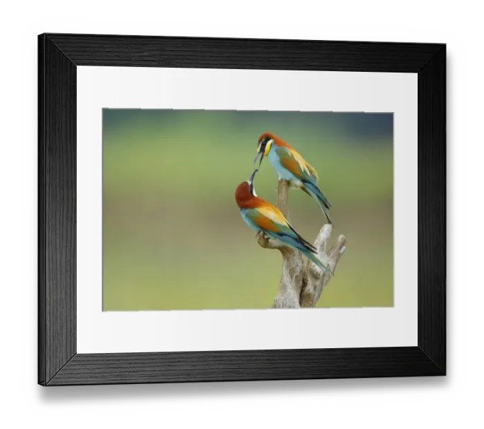 Framed Print : Bee-eater (Merops apiaster) offering mate beetle, Sierra de Grazalema Natural Park Framed Print : Bee-eater (Merops apiaster) offering mate beetle, Sierra de Grazalema Natural Park