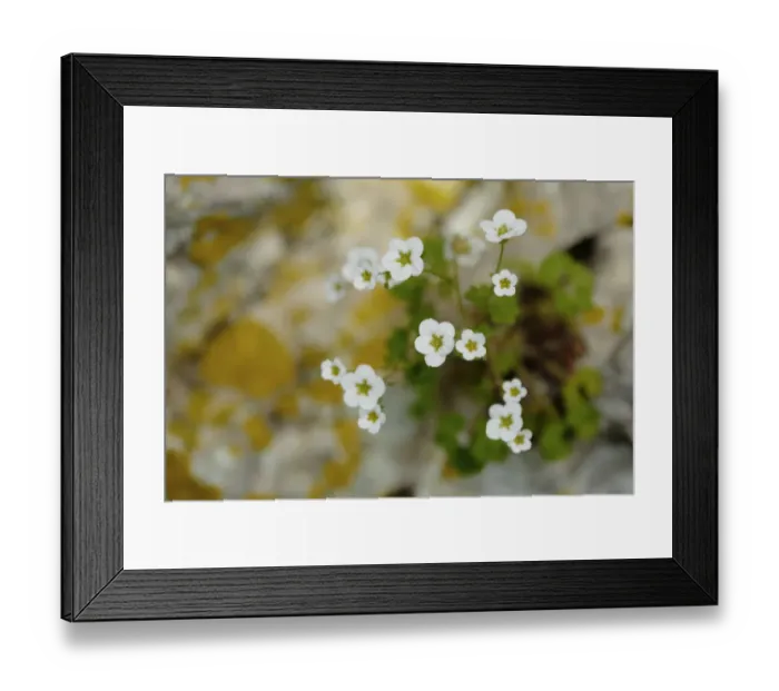 Framed Print : Rockfoil flowers (Saxifraga bourgaeana) Sierra de Grazalema Natural Park, southern Spain, May Framed Print : Rockfoil flowers (Saxifraga bourgaeana) Sierra de Grazalema Natural Park, southern Spain, May