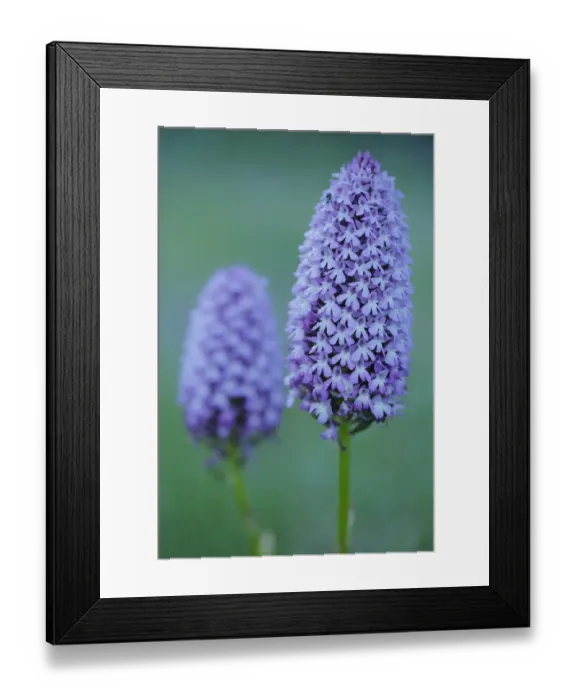 Framed Print : Pyramidal orchid (Anacamptis pyramidalis) Sierra de Grazalema Natural Park, southern Spain, June Framed Print : Pyramidal orchid (Anacamptis pyramidalis) Sierra de Grazalema Natural Park, southern Spain, June