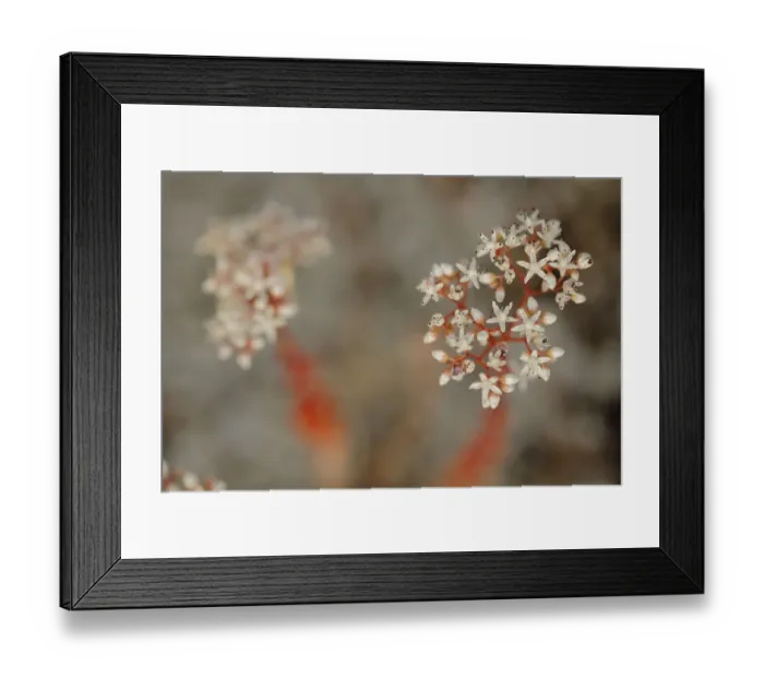 Framed Print : Stonecrop (Sedum sp. ) Sierra de Grazalema Natural Park, southern Spain, June