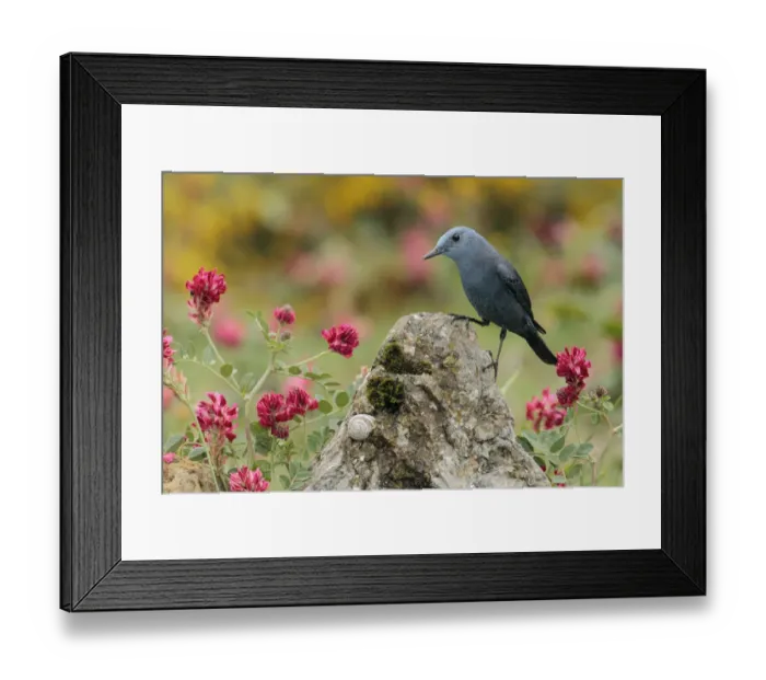 Framed Print : Blue rock thrush (Monticola solitarius) Spain, April Framed Print : Blue rock thrush (Monticola solitarius) Spain, April