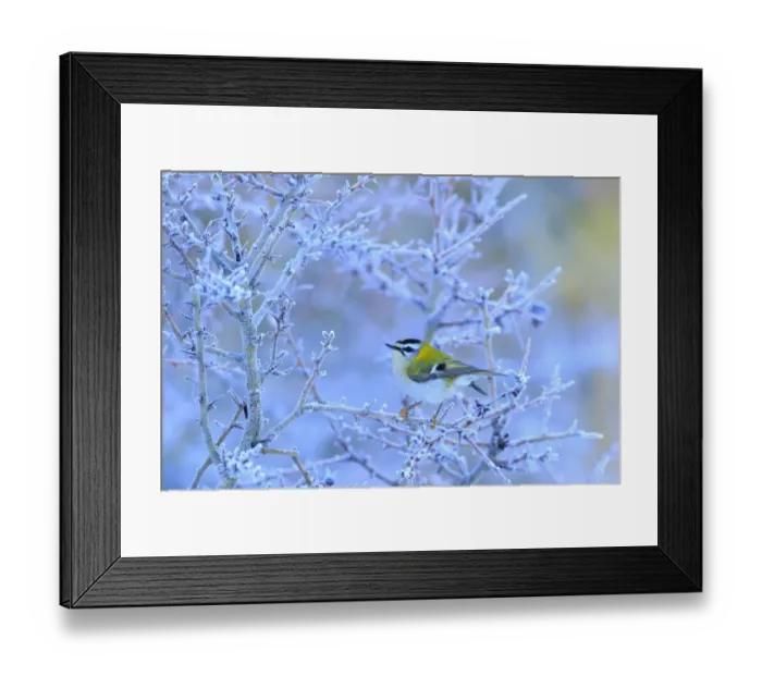 Framed Print : Firecrest (Regulus ignicapillus) perched on a frozen branch, Cadiz, Andalusia, Spain, January Framed Print : Firecrest (Regulus ignicapillus) perched on a frozen branch, Cadiz, Andalusia, Spain, January