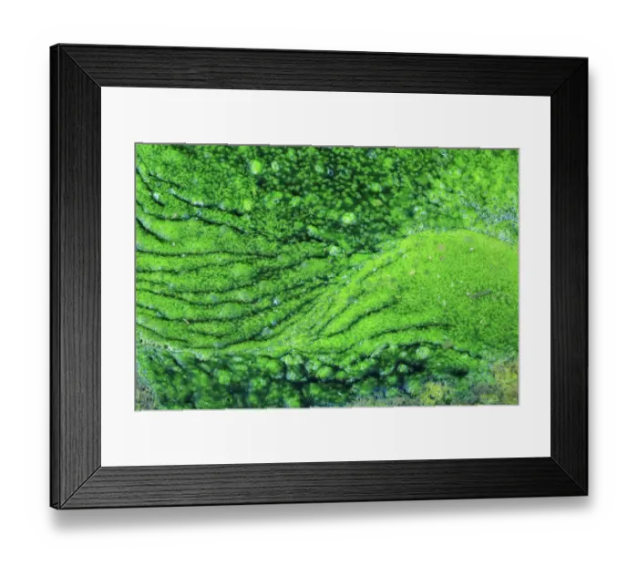 Framed Print : Algae growing in the Majaceite River, Cadiz, Andalusia, Spain, January Framed Print : Algae growing in the Majaceite River, Cadiz, Andalusia, Spain, January