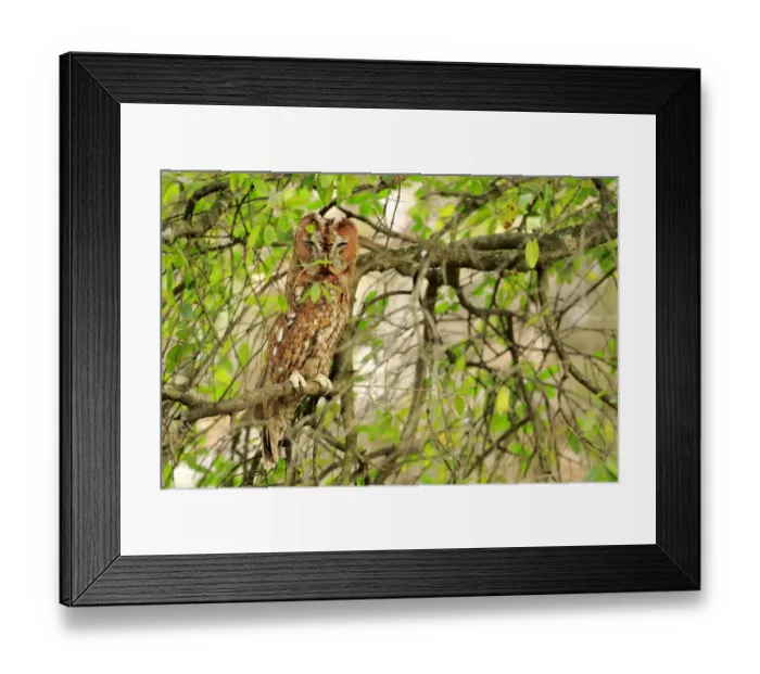 Framed Print : Tawny owl (Strix aluco) sleeping, Cadiz, Andalusia, Spain, February Framed Print : Tawny owl (Strix aluco) sleeping, Cadiz, Andalusia, Spain, February