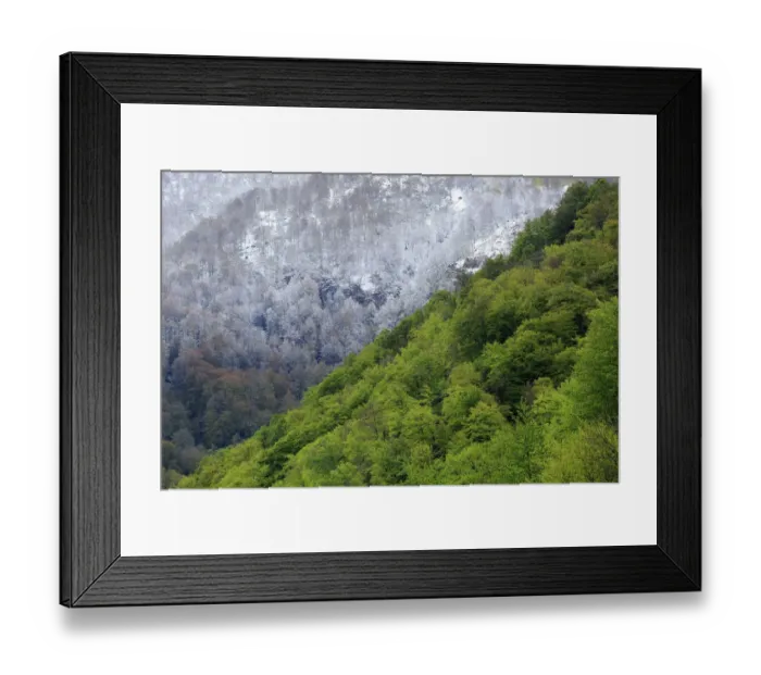 Framed Print : Sessile oaks (Quercus petraea) and Beech trees (Fagus sylvatica) in winter, Muniellos National Park Framed Print : Sessile oaks (Quercus petraea) and Beech trees (Fagus sylvatica) in winter, Muniellos National Park