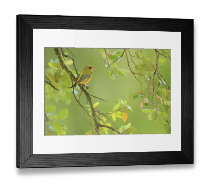 Framed Print : European greenfinch (Carduelis chloris), Andalusia, Spain, June Framed Print : European greenfinch (Carduelis chloris), Andalusia, Spain, June