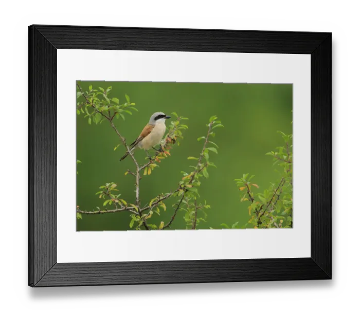 Framed Print : Male Red-backed shrike (Lanius collurio), Cantabria, Spain, August Framed Print : Male Red-backed shrike (Lanius collurio), Cantabria, Spain, August