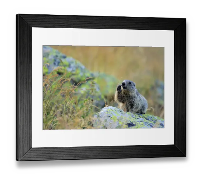 Framed Print : Alpine marmot (Marmota marmota) feeding, Andorra, July Framed Print : Alpine marmot (Marmota marmota) feeding, Andorra, July