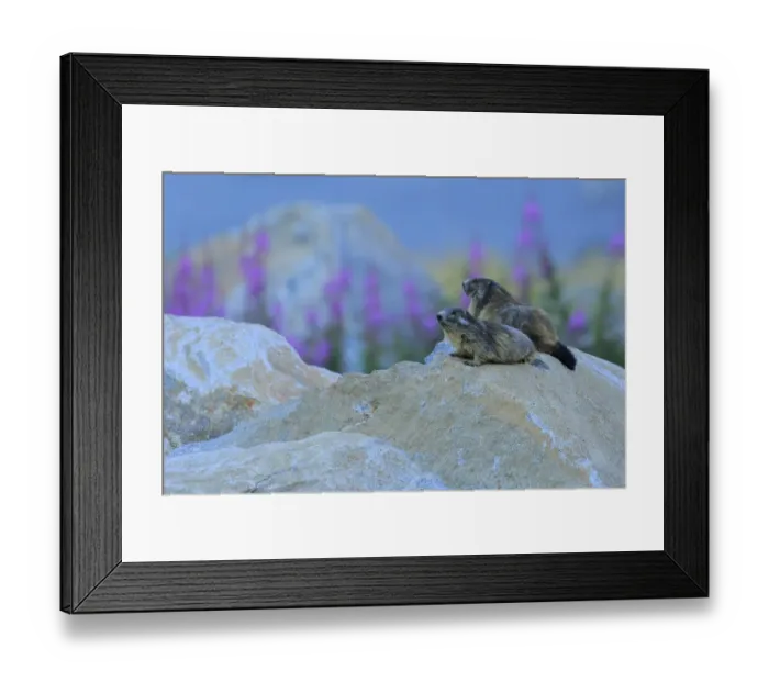 Framed Print : Alpine marmot (Marmota marmota) two on a rock, Andorra, July Framed Print : Alpine marmot (Marmota marmota) two on a rock, Andorra, July
