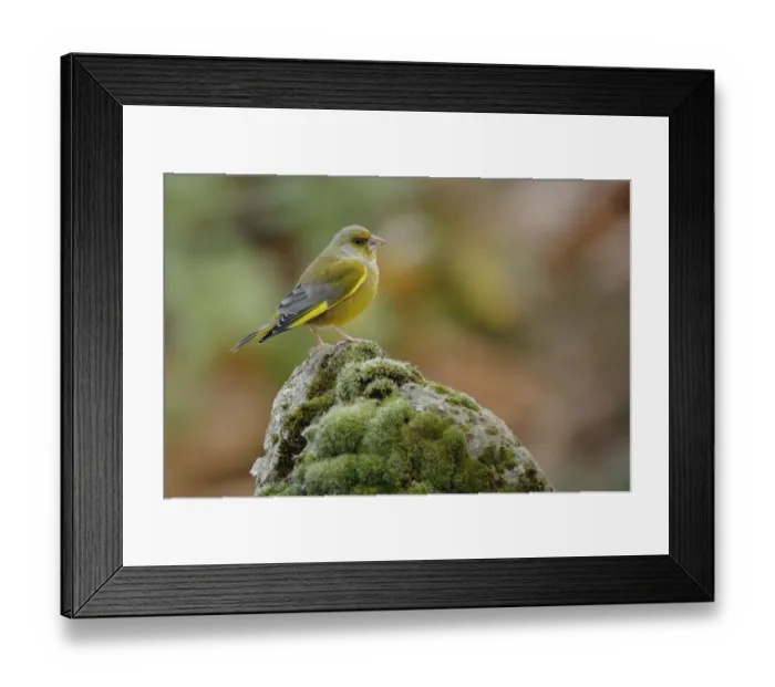 Framed Print : Greenfinch (Carduelis chloris) perched, Sierra de Grazalema Natural Park, southern Spain Framed Print : Greenfinch (Carduelis chloris) perched, Sierra de Grazalema Natural Park, southern Spain